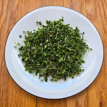 Load image into Gallery viewer, Arugula Microgreens Seeds