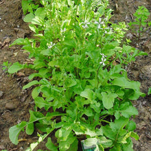 Load image into Gallery viewer, Arugula - Organic