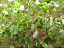 Load image into Gallery viewer, Microgreens, Arugula