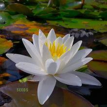 Load image into Gallery viewer, Lotus, Asiatic White Seeds