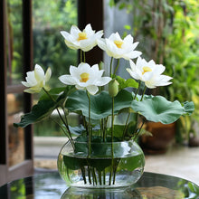 Load image into Gallery viewer, Lotus, Asiatic White Seeds