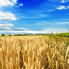 Load image into Gallery viewer, Barley, Common