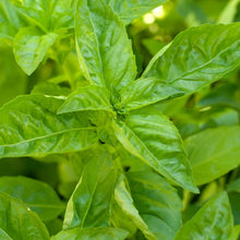 Load image into Gallery viewer, Basil, Sweet - Organic