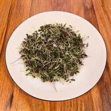 Load image into Gallery viewer, Basil Bicolor Microgreens Seeds