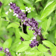 Load image into Gallery viewer, Basil, Blue Spice