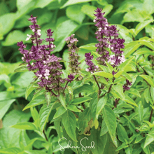 Load image into Gallery viewer, Basil, Blue Spice