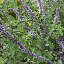 Load image into Gallery viewer, Basil, Blue Spice