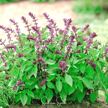 Load image into Gallery viewer, Basil, Blue Spice