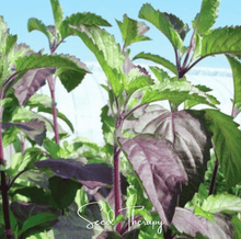 Load image into Gallery viewer, Basil, Red Holy