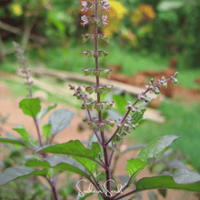 Load image into Gallery viewer, Basil, Red Holy