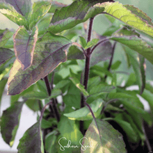 Load image into Gallery viewer, Basil, Red Holy