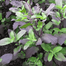 Load image into Gallery viewer, Basil, Red Holy