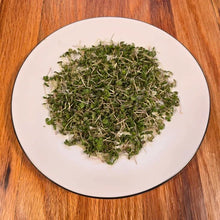 Load image into Gallery viewer, Basil Lemon Microgreens Seeds
