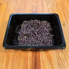 Load image into Gallery viewer, Basil Red Rubin Microgreens Seeds