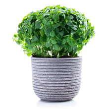 Load image into Gallery viewer, Basil, Spicy Globe