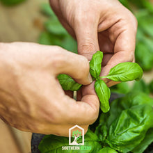 Load image into Gallery viewer, Basil, Sweet