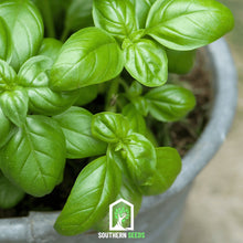 Load image into Gallery viewer, Basil, Sweet