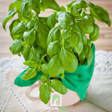 Load image into Gallery viewer, Basil, Sweet
