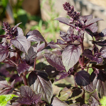 Load image into Gallery viewer, Basil, Dark Purple Opal - Organic