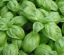 Load image into Gallery viewer, Basil, Italian Large Leaf