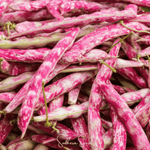 Load image into Gallery viewer, Bean, French Horticulture