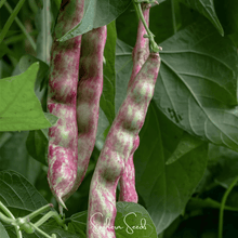 Load image into Gallery viewer, Bean, French Horticulture