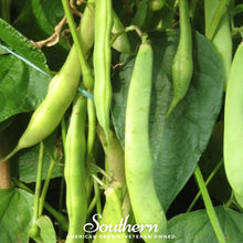 Load image into Gallery viewer, Bean, Dark Red Kidney