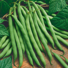 Load image into Gallery viewer, Bean, Bush Provider - Organic