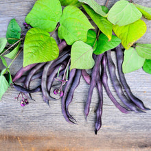 Load image into Gallery viewer, Bean, Royalty Purple Pod