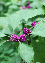 Load image into Gallery viewer, Beautyberry