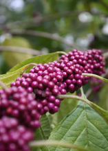 Load image into Gallery viewer, Beautyberry