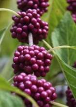 Load image into Gallery viewer, Beautyberry