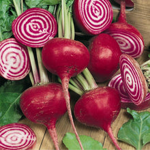 Load image into Gallery viewer, Beet, Chioggia - Organic