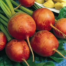 Load image into Gallery viewer, Beet, Golden Detroit - Organic