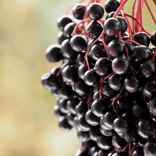 Load image into Gallery viewer, Berry Seed Collection