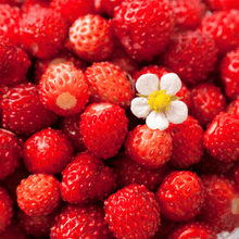Load image into Gallery viewer, Berry Seed Collection