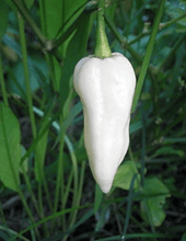 Load image into Gallery viewer, Pepper, White Ghost Chili