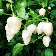 Load image into Gallery viewer, Pepper, White Ghost Chili