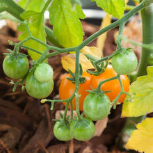 Load image into Gallery viewer, Tomato, Cherry Bi-Color - Organic