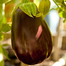 Load image into Gallery viewer, Eggplant, Black Beauty - Organic