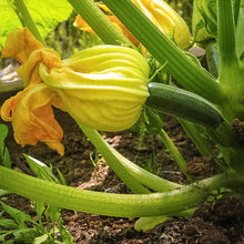 Load image into Gallery viewer, Summer Squash, Black Beauty - Organic