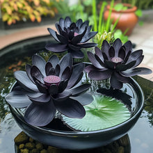 Load image into Gallery viewer, Lotus, Premium Black Seeds