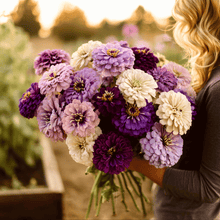 Load image into Gallery viewer, Zinnia, Blueberry Cheesecake