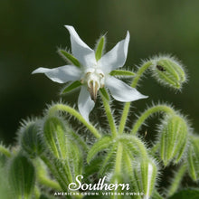 Load image into Gallery viewer, Borage, White