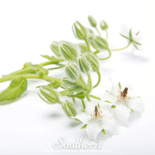 Load image into Gallery viewer, Borage, White
