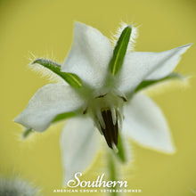 Load image into Gallery viewer, Borage, White