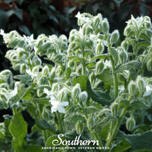 Load image into Gallery viewer, Borage, White