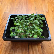 Load image into Gallery viewer, Borage Microgreens Seeds