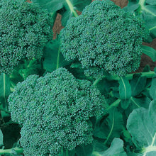 Load image into Gallery viewer, Broccoli, Calabrese - Organic