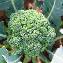 Load image into Gallery viewer, Broccoli, De Cicco - Organic